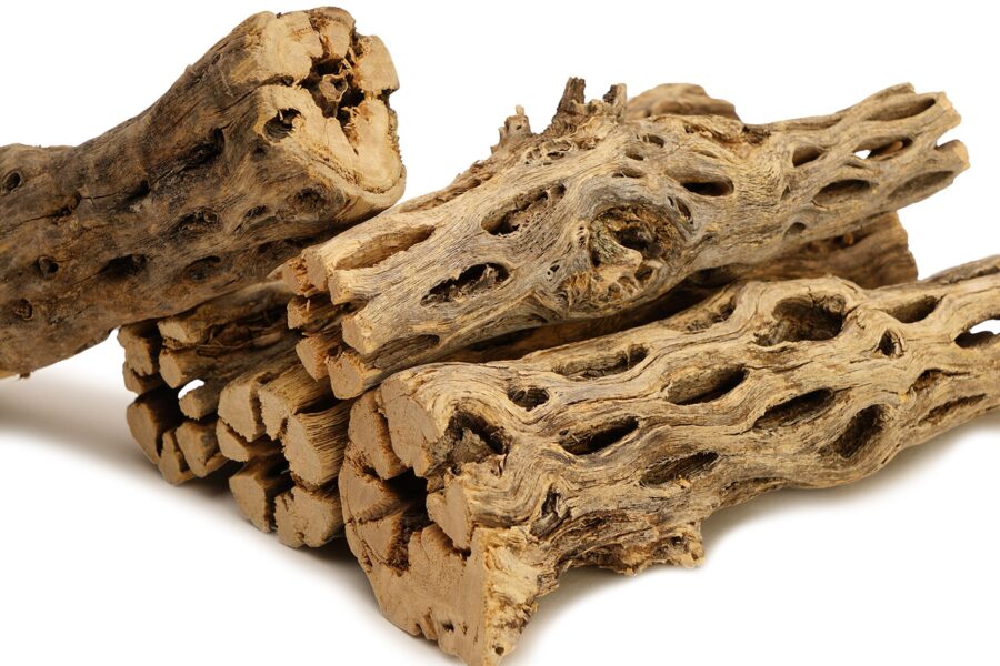 Коряга Чолла (Cjolla Wood)
