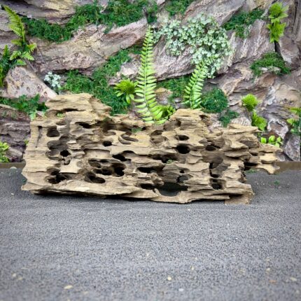 Коряга Дракон (Honeycomb/Dragon Wood)