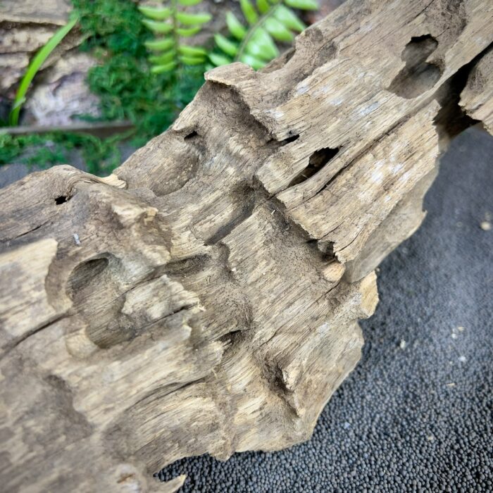 Коряга Дракон (Honeycomb/Dragon Wood) НКД341 — изображение 4