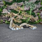 Коряга Бонсай