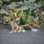Коряга Бонсай