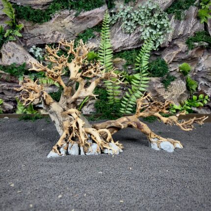 Коряга Бонсай