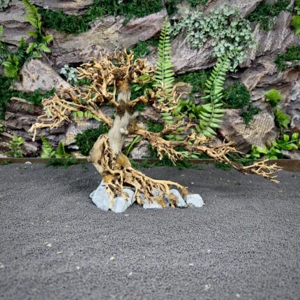 Коряга Бонсай