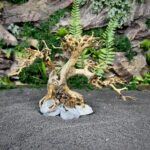 Коряга Бонсай