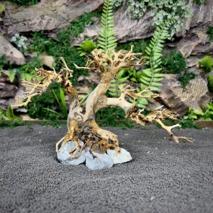 Коряга Бонсай