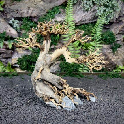 Коряга Бонсай