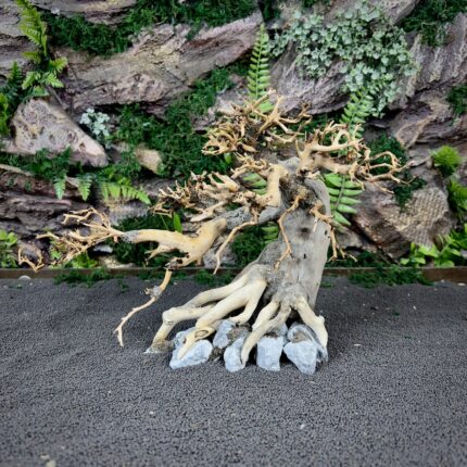 Коряга Бонсай