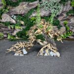 Коряга Бонсай