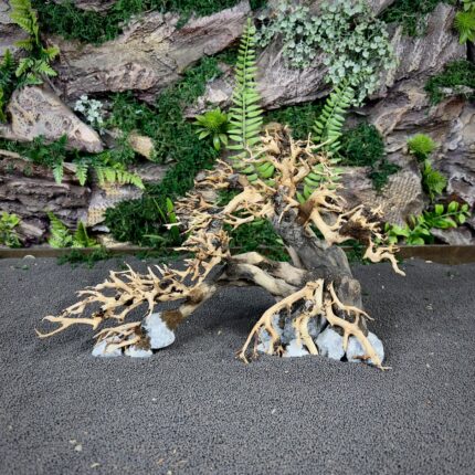 Коряга Бонсай