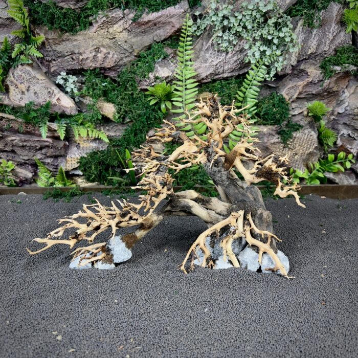 Коряга Бонсай