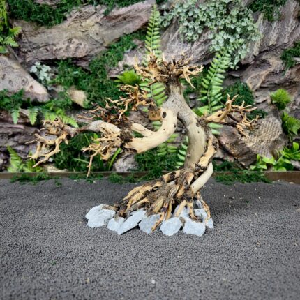 Коряга Бонсай