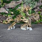 Коряга Бонсай