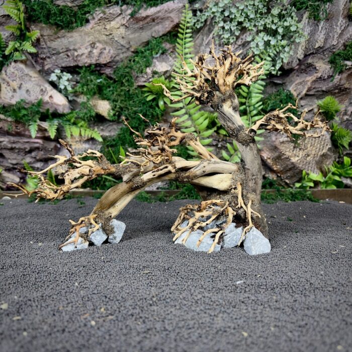 Коряга Бонсай