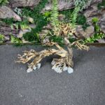 Коряга Бонсай БОН117 — изображение 3
