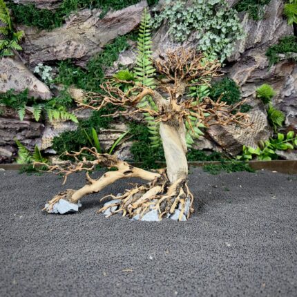 Коряга Бонсай