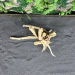 Паучий корень/Корень Азалии НК579 — изображение 4