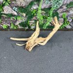 Паучий корень/Корень Азалии НК583 — изображение 3