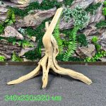 Паучий корень/Корень Азалии НК586 — изображение 2
