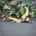 Коряга Мопани/Африканское железное дерево МП618