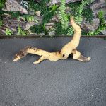 Коряга Мопани/Африканское железное дерево МП618 — изображение 3