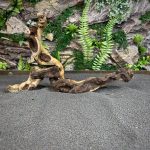 Коряга Мопани/Африканское железное дерево МП618 — изображение 4