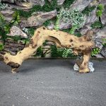 Коряга Мопани/Африканское железное дерево МП619