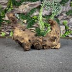 Коряга Мопани/Африканское железное дерево МП626