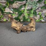 Коряга Мопани/Африканское железное дерево МП626 — изображение 3