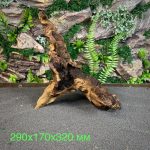 Коряга Мопани/Африканское железное дерево МП631 — изображение 2