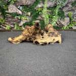 Коряга Мопани/Африканское железное дерево МП631 — изображение 4