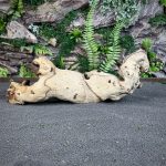 Коряга Мопани/Африканское железное дерево МП633