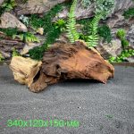 Коряга Мопани/Африканское железное дерево МП637 — изображение 2