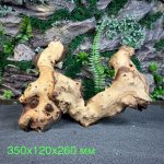 Коряга Мопани/Африканское железное дерево МП639 — изображение 2