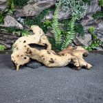 Коряга Мопани/Африканское железное дерево МП640 — изображение 4