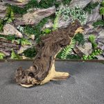 Коряга Мопани/Африканское железное дерево МП648 — изображение 4