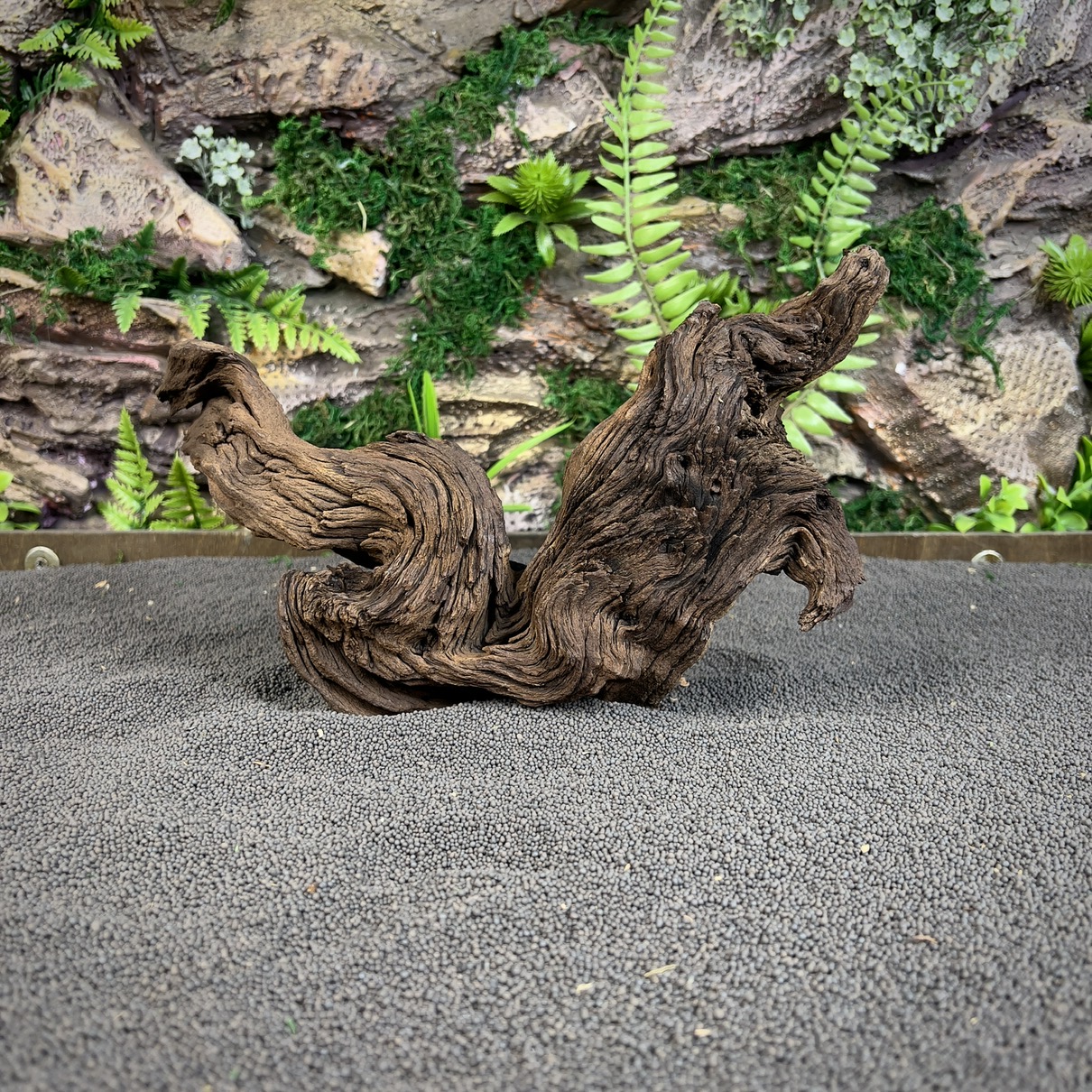 IMG_6887-compressed Коряга Мопани/Африканское железное дерево МП650