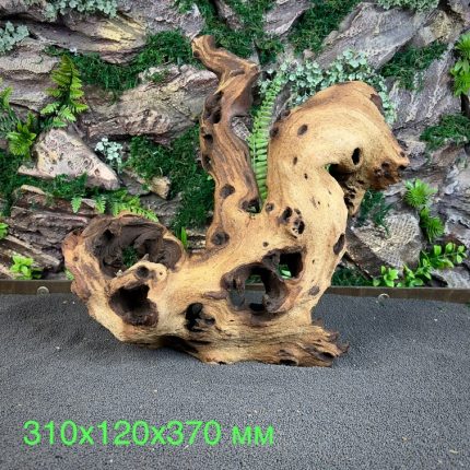 Коряга Мопани/Африканское железное дерево МП652