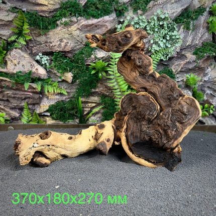 Коряга Мопани/Африканское железное дерево МП654