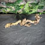 Коралловое дерево/Coral Wood КД675 — изображение 4