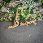 Коралловое дерево/Coral Wood КД681 — изображение 3