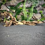 Коралловое дерево/Coral Wood