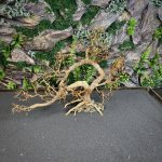 Коряга Бонсай БОН01 — изображение 3