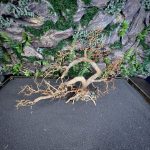 Коряга Бонсай БОН01 — изображение 4