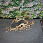 Коряга Бонсай БОН01 — изображение 5