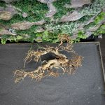 Коряга Бонсай БОН01 — изображение 6