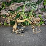 Коряга Бонсай БОН02 — изображение 2