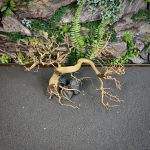 Коряга Бонсай БОН02 — изображение 3