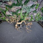 Коряга Бонсай БОН02 — изображение 4