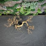 Коряга Бонсай БОН02 — изображение 5