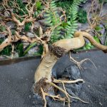 Коряга Бонсай БОН02 — изображение 6